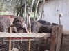 ТУЯҚУШЛАР ПАРВАРИШИ ЙЎЛГА ҚЎЙИЛДИ